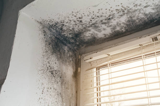 Affordable Mold Removal solutions in Huntly, VA